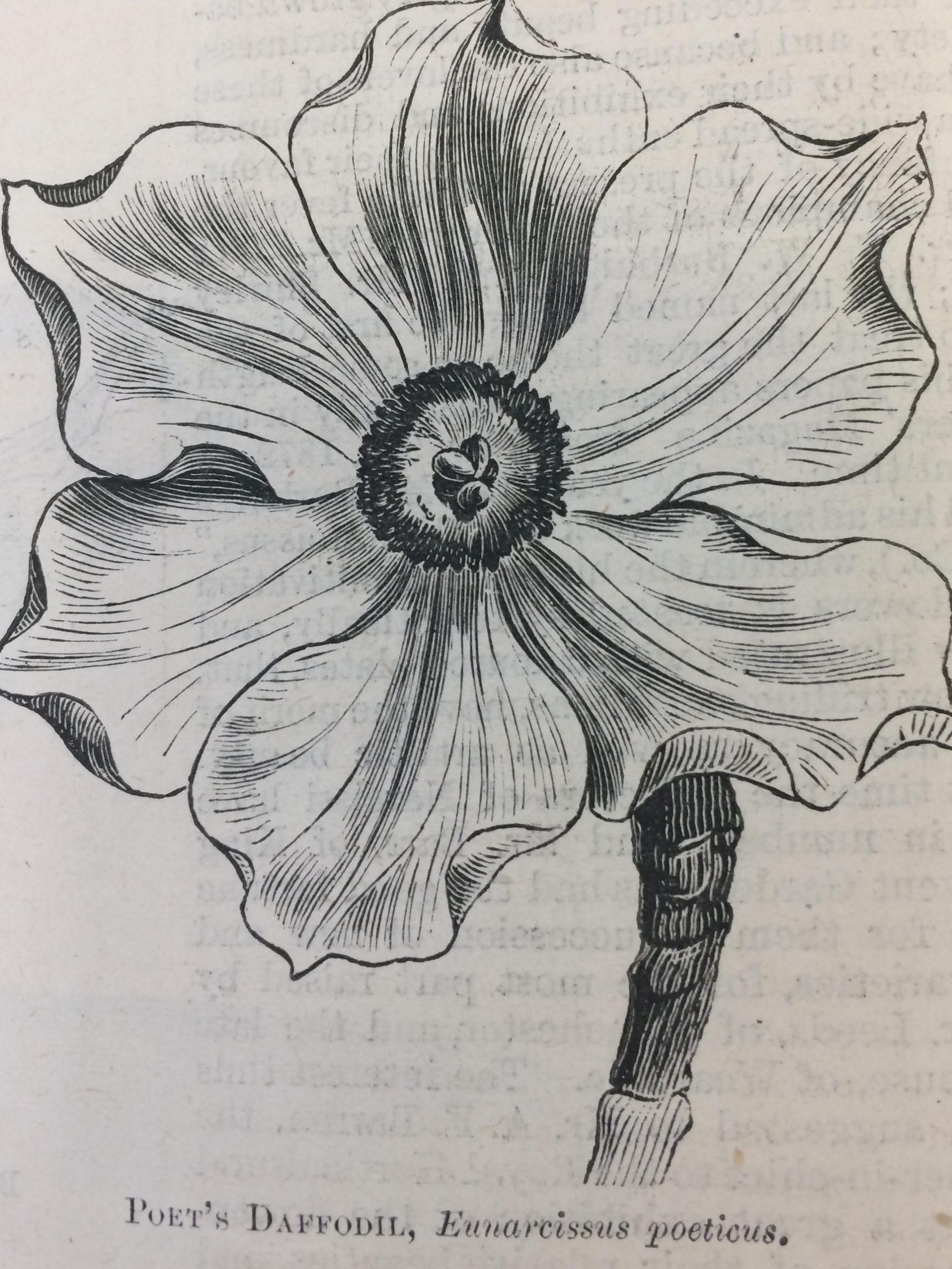 Shirley Hibberd Poet's Daffodil