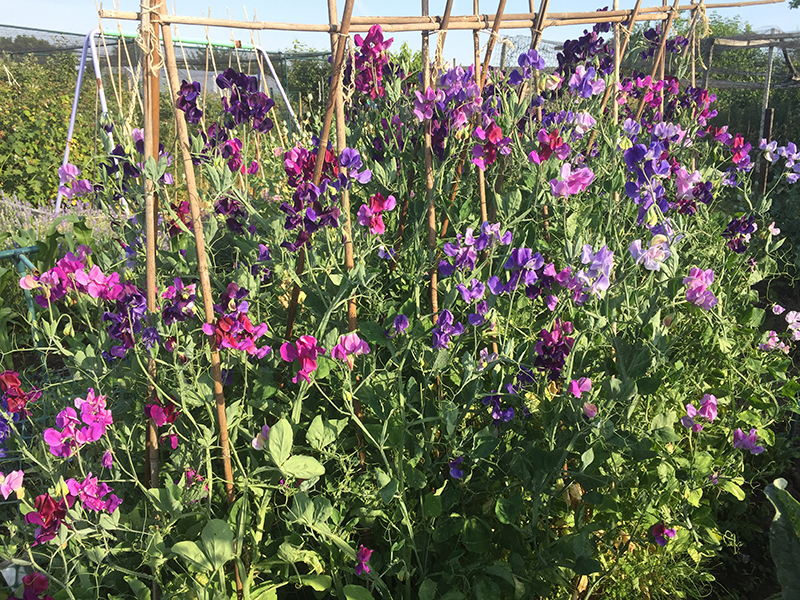 Sweet peas