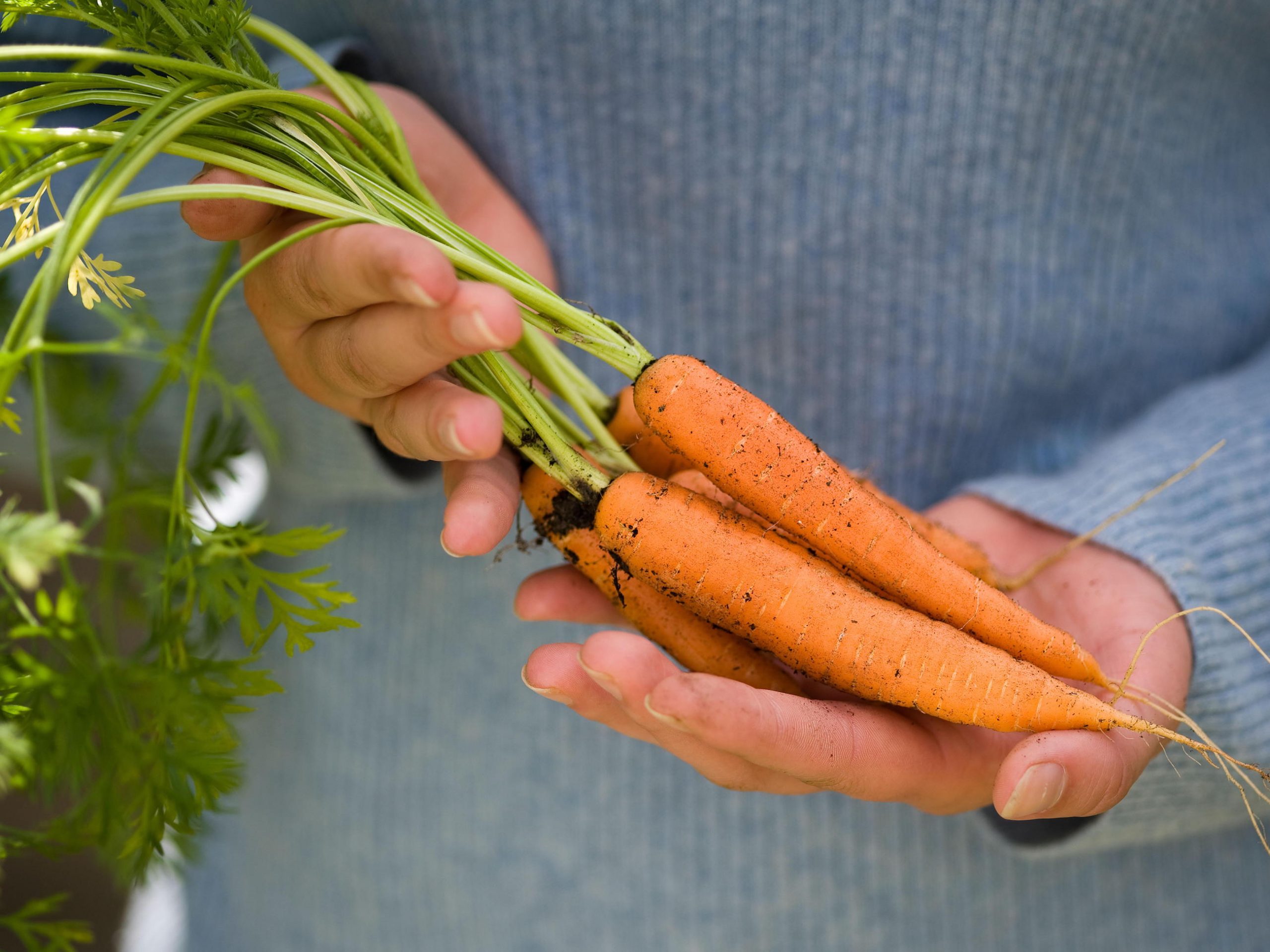 Beat Fruit And Veg Pests Carrot Flyaway