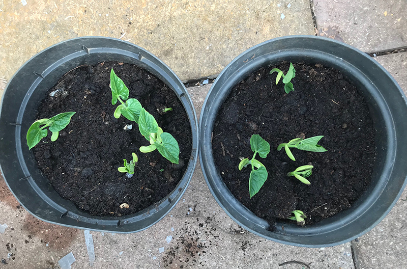 French beans