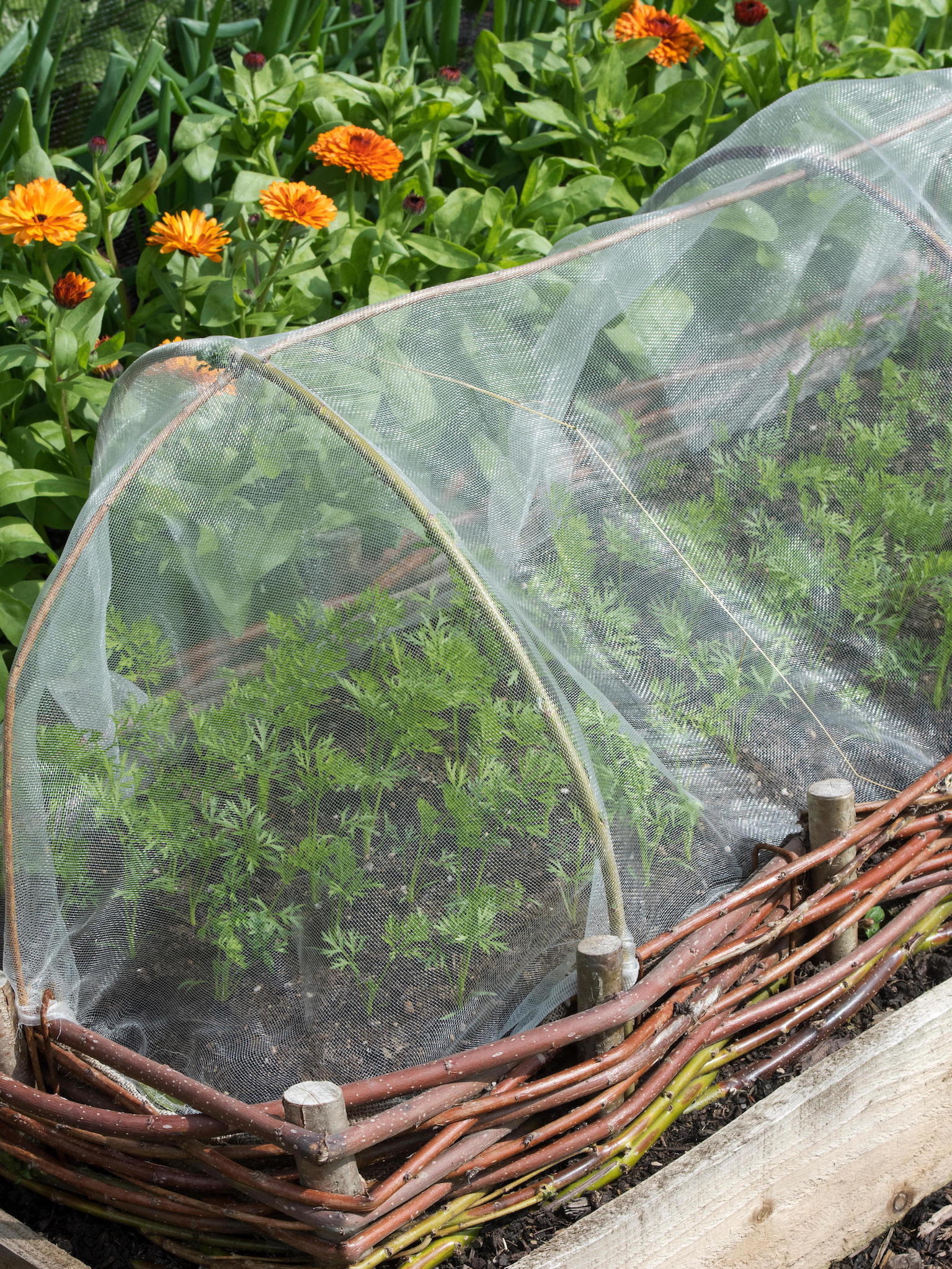 Beat Fruit And Veg Pests Mesh