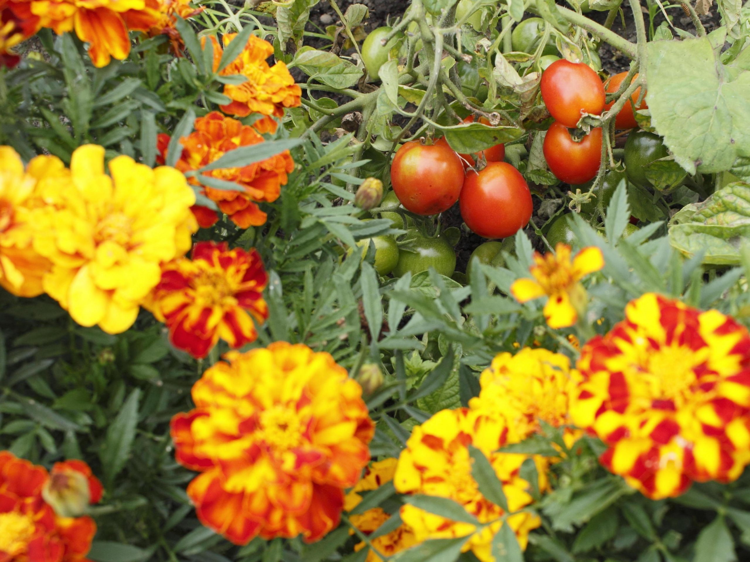 Beat Fruit And Veg Pests Companion Planting