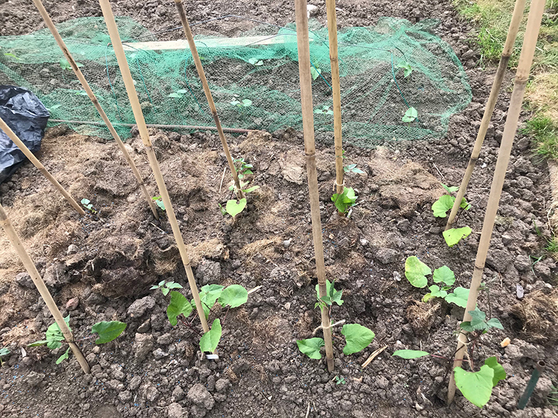 Runner beans and French beans