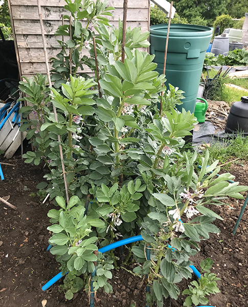'Aquadulce Claudia' broad beans.