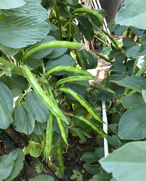 Broad bean 'Aquadulce Claudia'