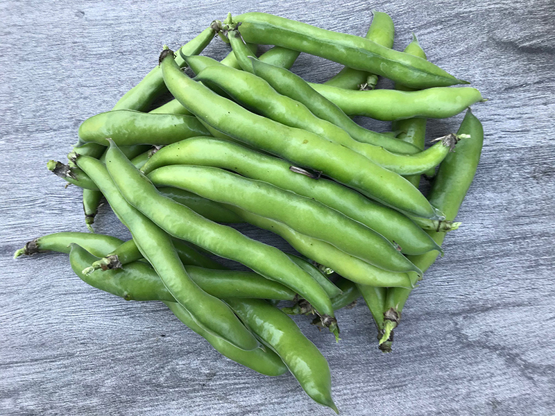 broad beans, sheltered sits, support