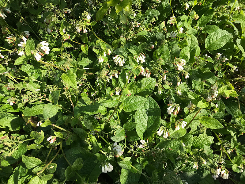 Comfrey on allotment