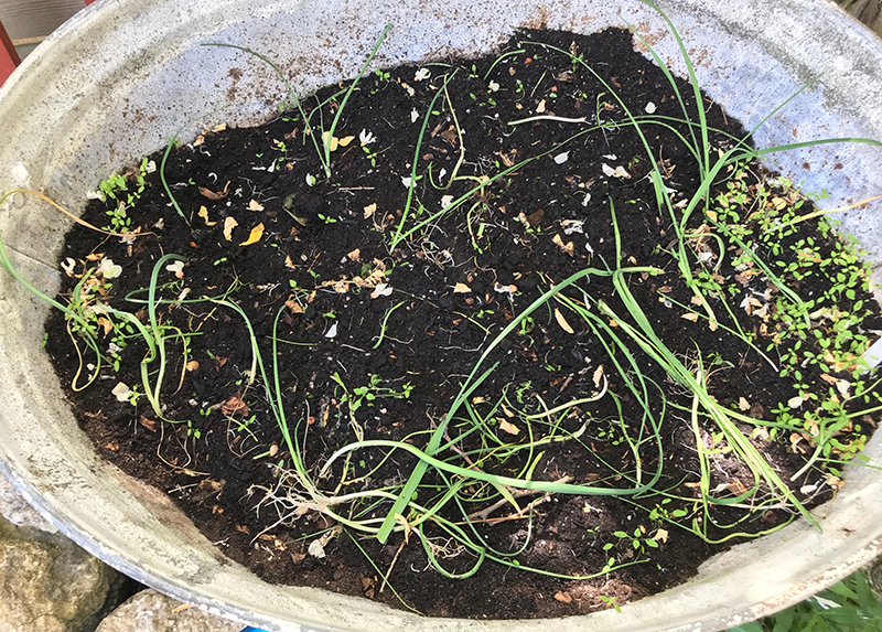 leek plants destroyed