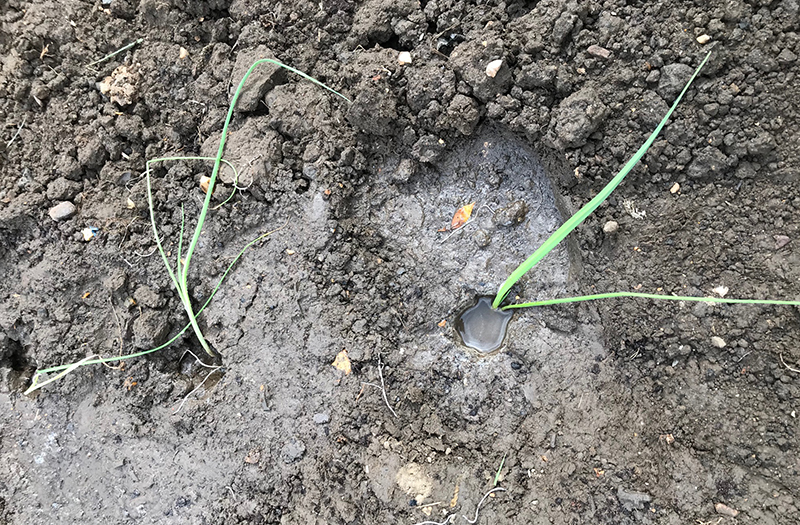 Newly planted 'Pancho' leeks.