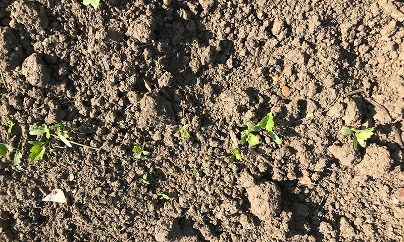'White Gem' parsnip seedlings