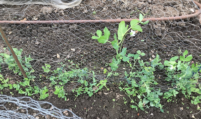 'Meteor' peas starting to flower.
