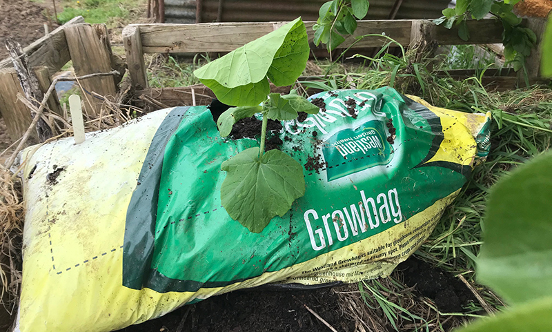 Pumpkin in a grow bag on top of a compost heap.