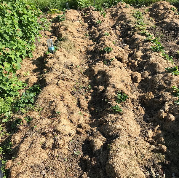 potatoes on the allotment