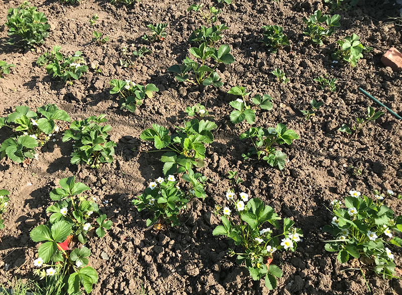 Strawberry plants in flower