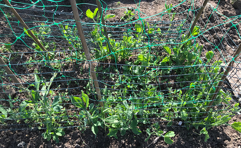 Sweet peas