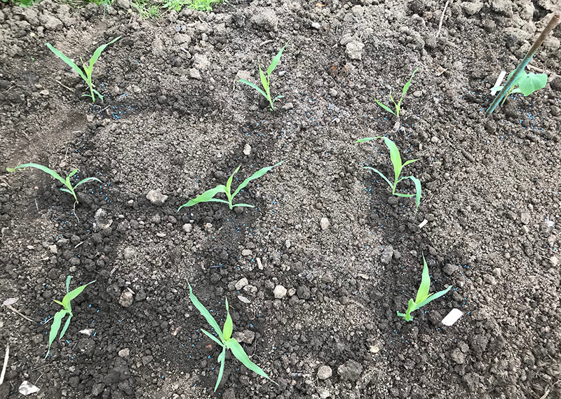 'Swift' sweetcorn planted out with a squash plant on the right.