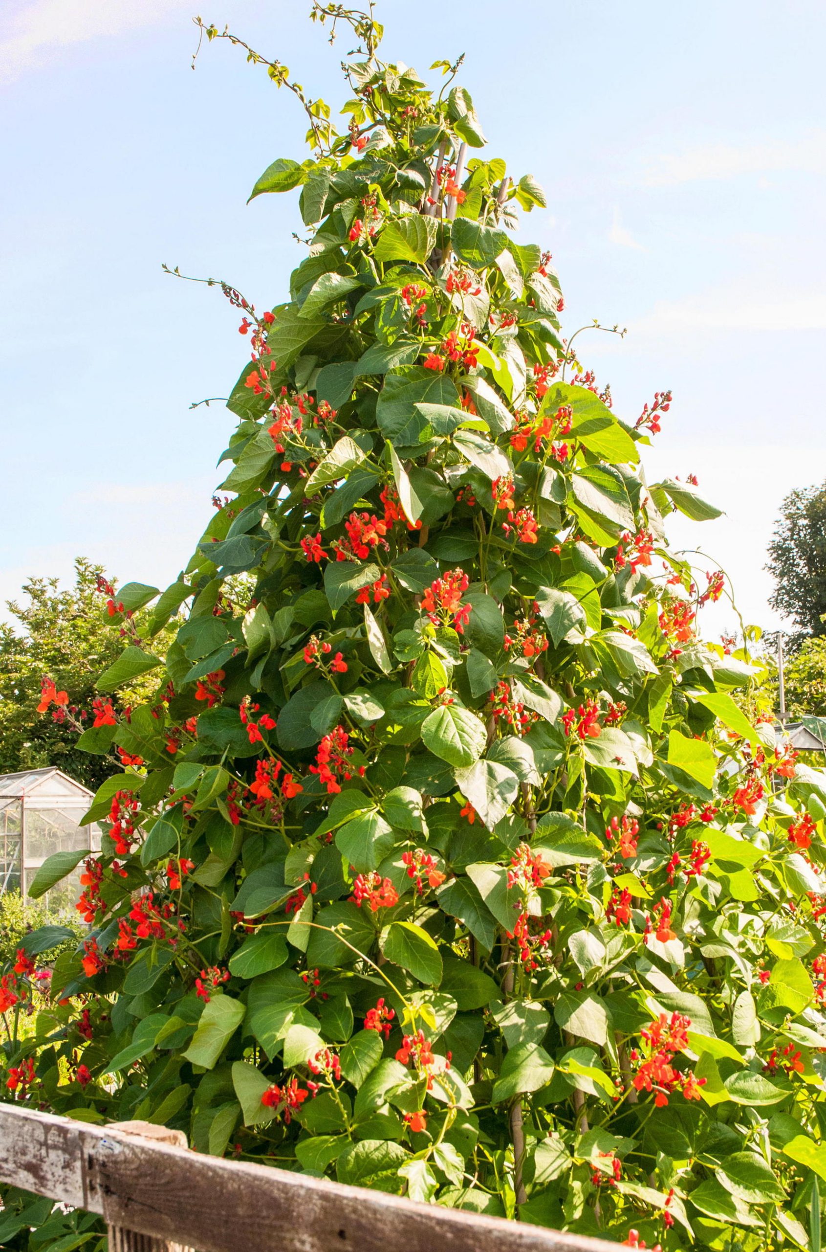Runner Bean Wigwam