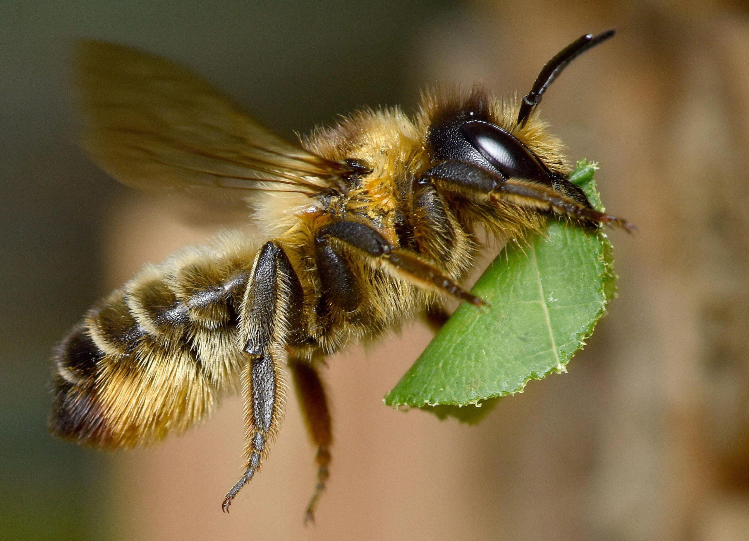 Bee Hotel Leafcutter Bee