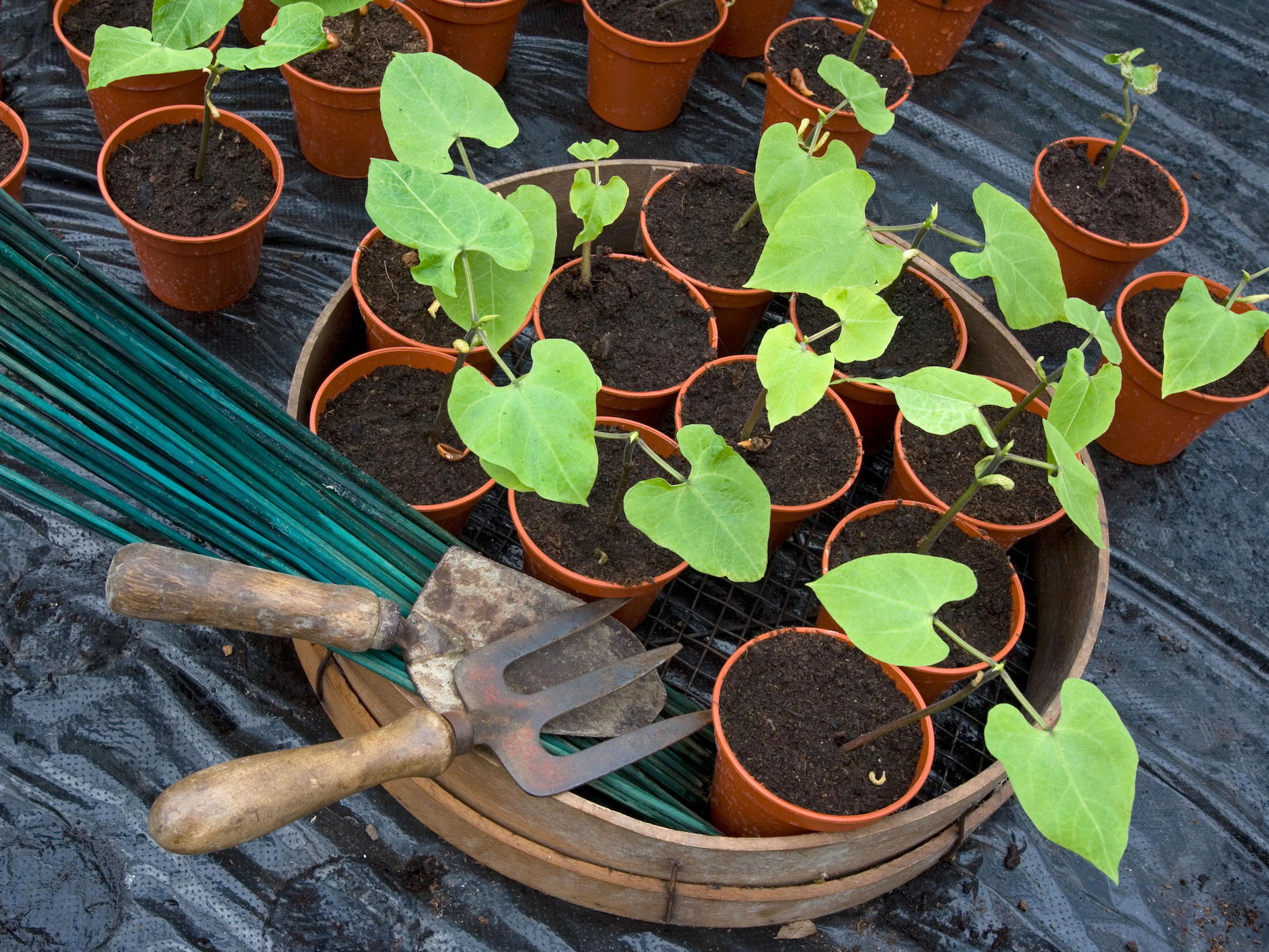 Dwarf Runner Beans Planting Out