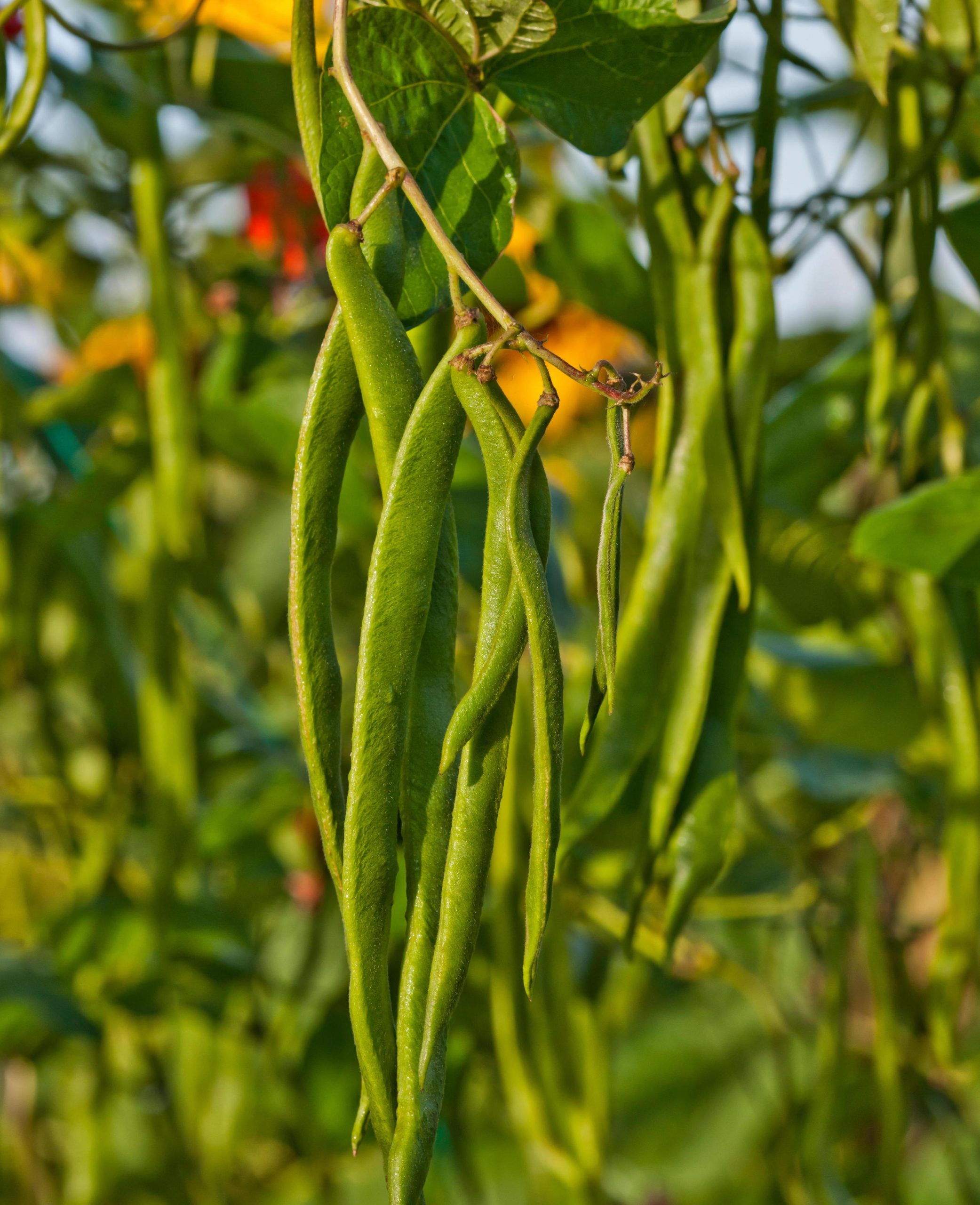 Runner Bean Red Rum