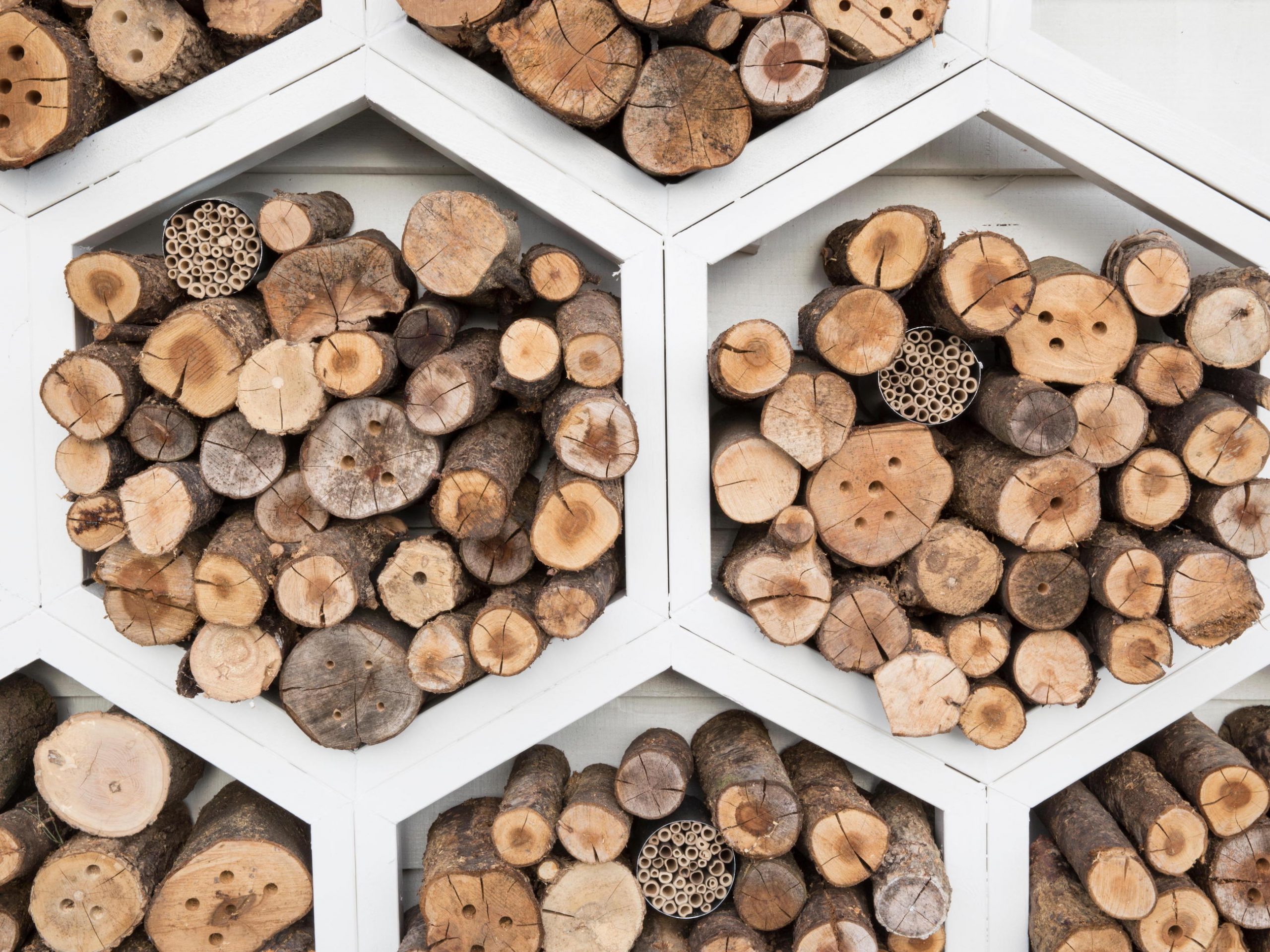 Bee Hotel Bees Knees Martyn Wilson