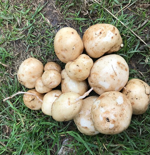 'Foremost' first early potatoes