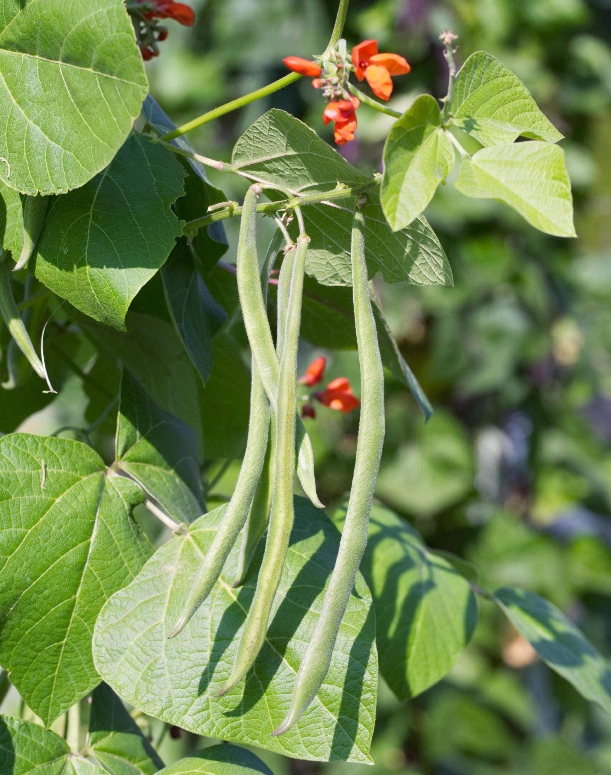 Runner Bean Firestorm