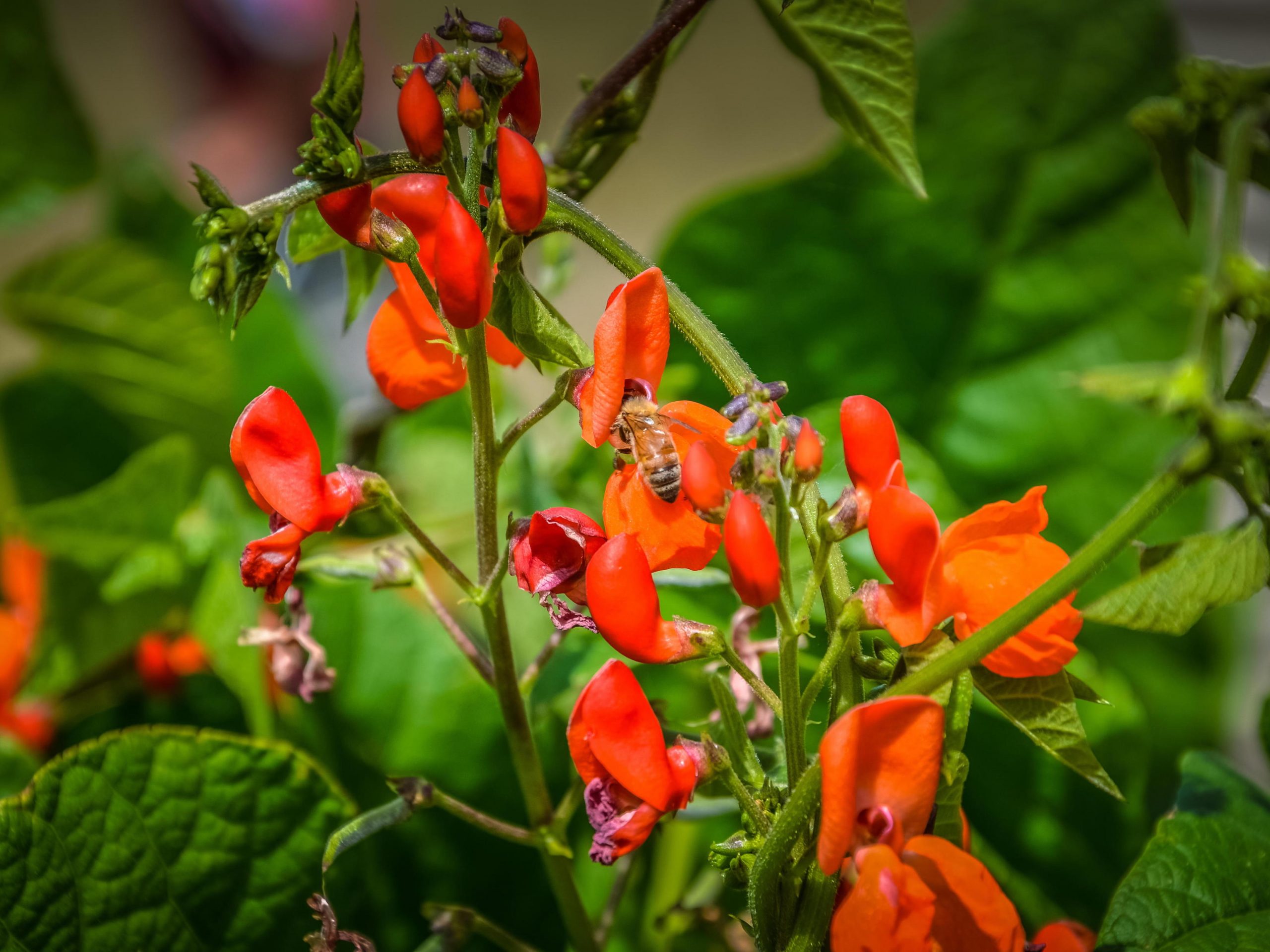 Runner Bean Flowers Bee