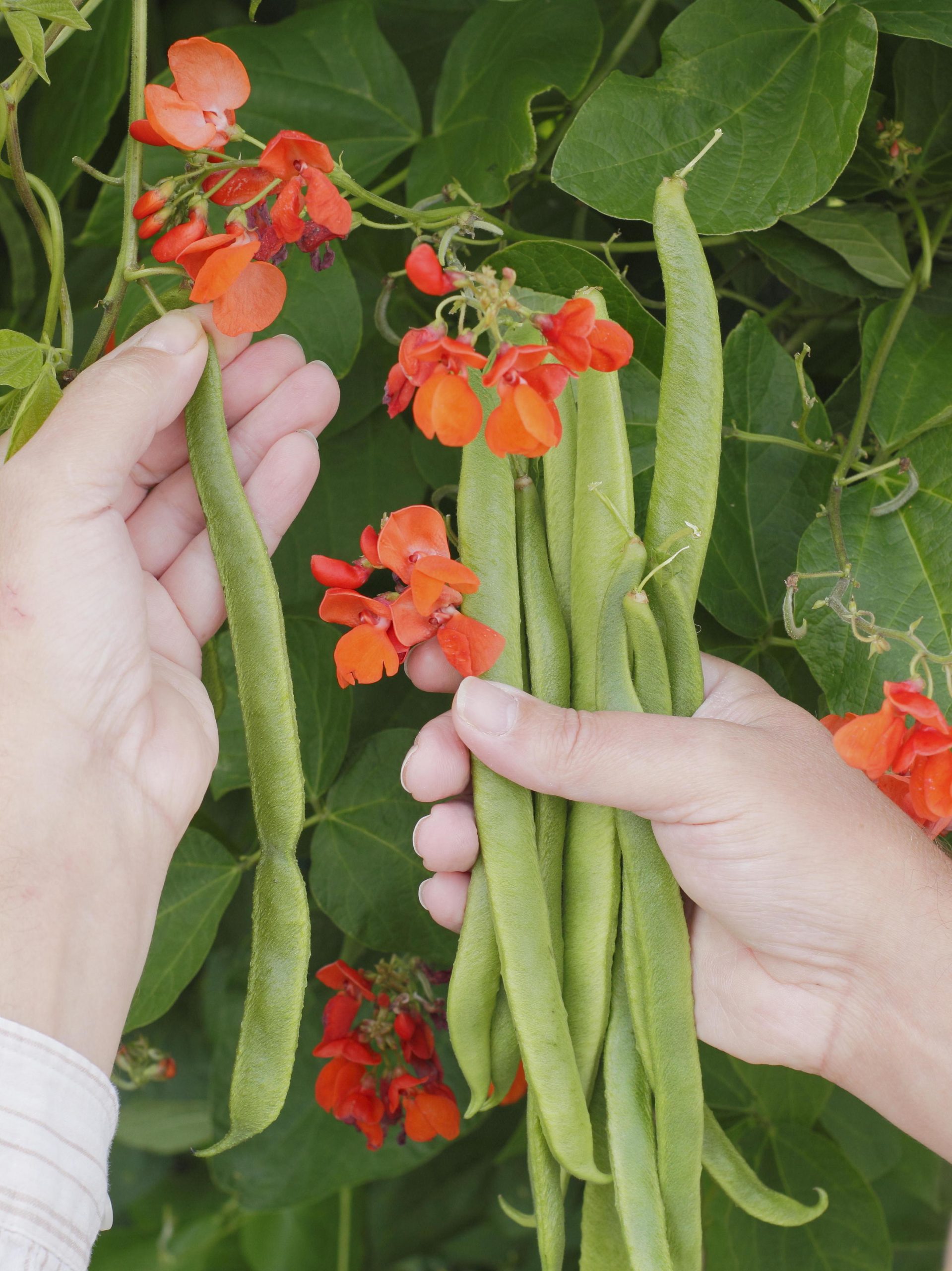 Runner Beans Picking For Harvest