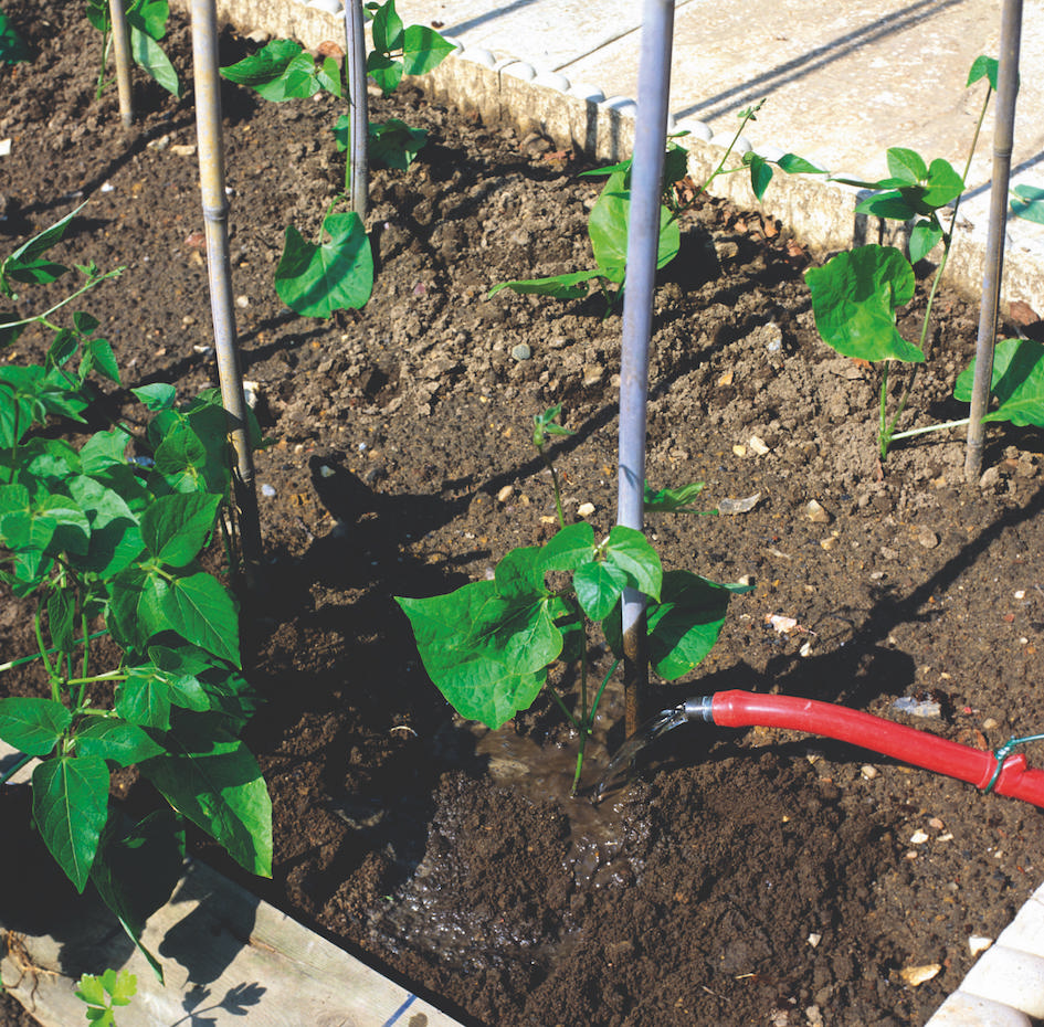 Watering Runner Beans
