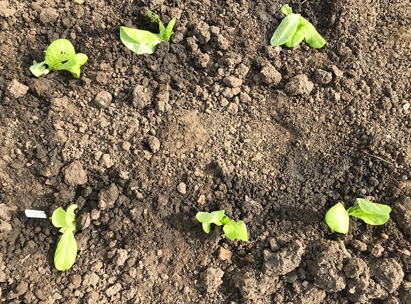 Young 'All Year Round' lettuce plants
