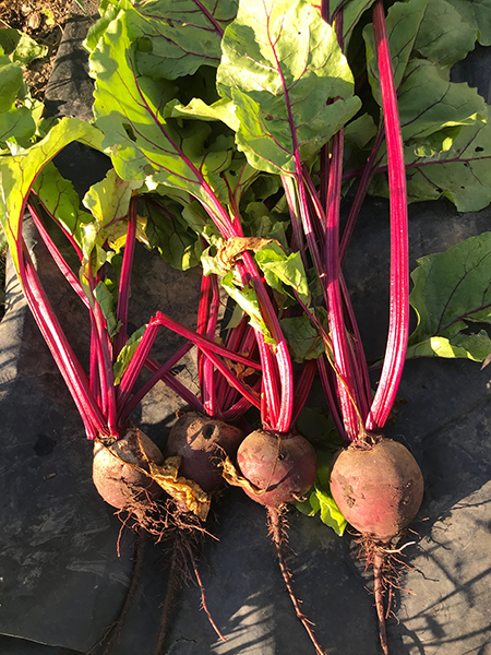 Beetroot 'Boltardy'