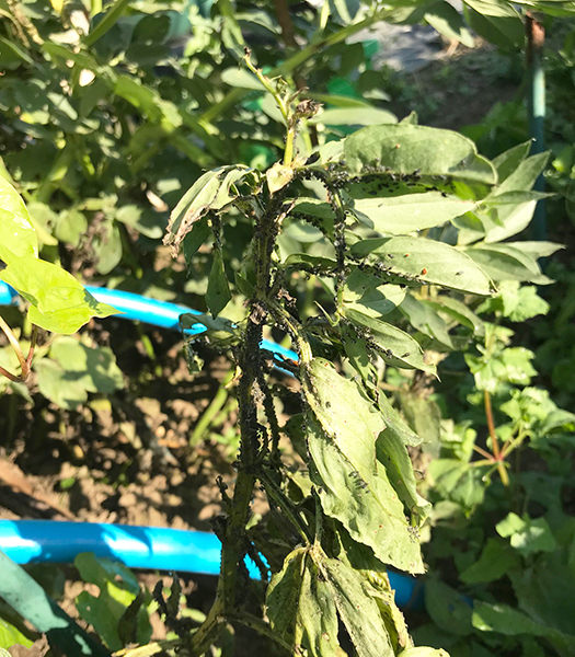 'The Sutton' broad beans hit by blackly in June
