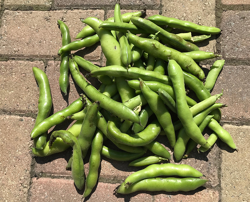 Broad beans and peas