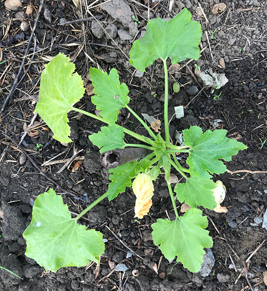 Courgette 'Endurance' in flower