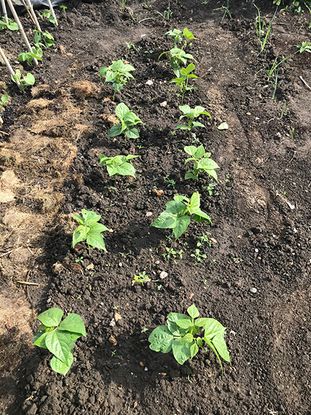 Dwarf French beans