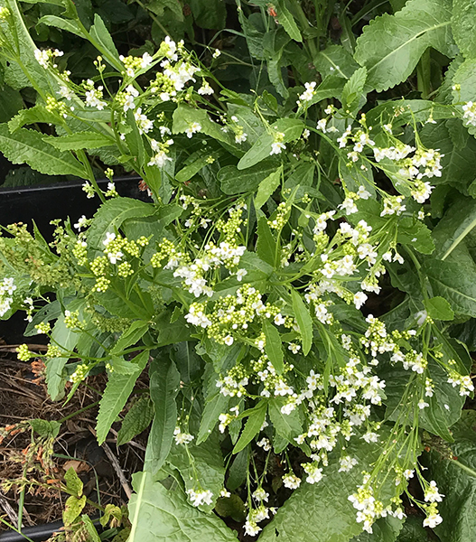 Horseradish in flower