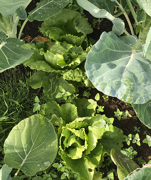 'Iceberg' lettuces growing among Brussels sprouts.