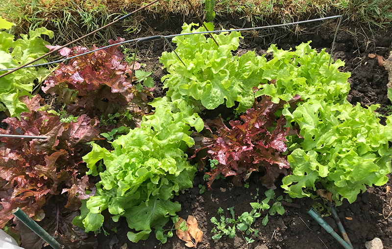 Green and red loose-leaf lettuce