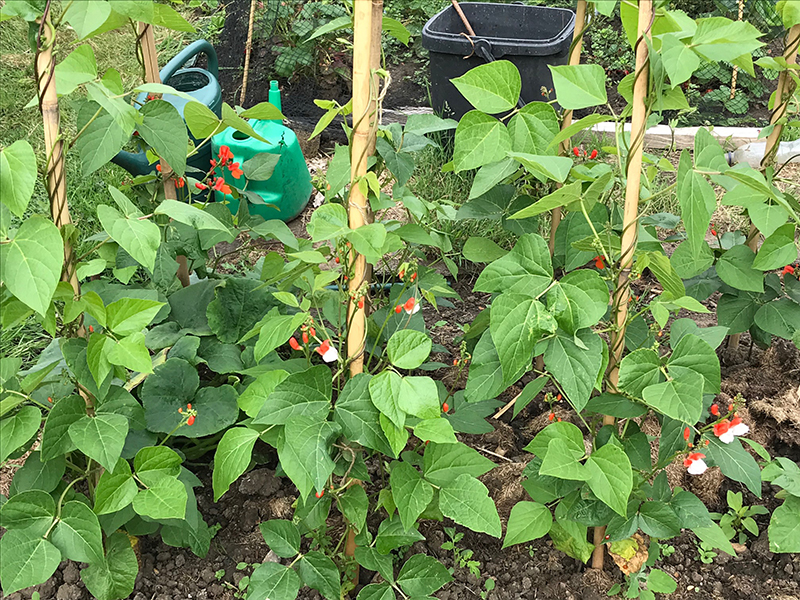 'Polestar' (red) and 'Painted Lady' (bicoloured) runner beans