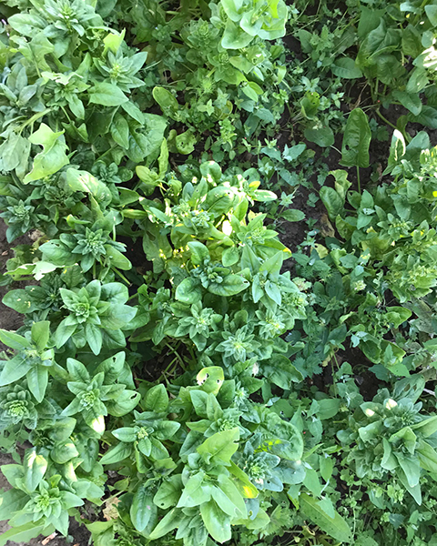 'Cello' spinach gone to seed