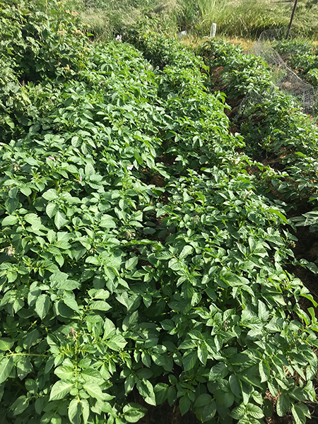 'Charlotte' potatoes (left) and 'Foremost' (right).