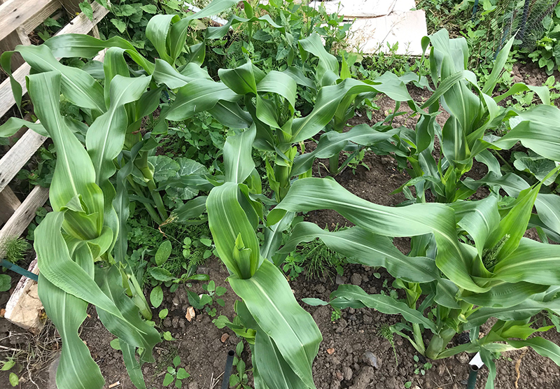 'Swift' sweetcorn.