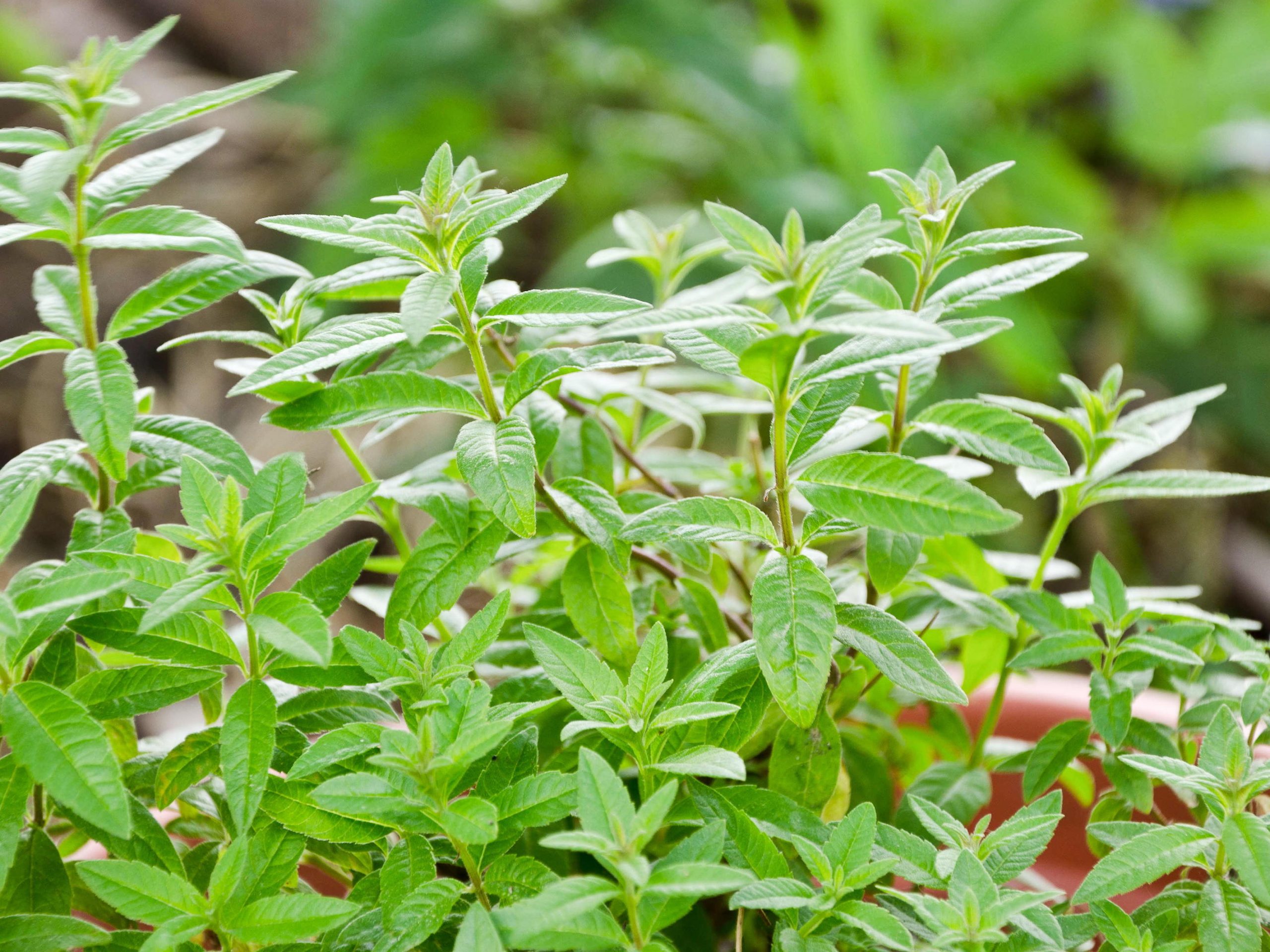 Lemon Verbena Tea Credit Alamy