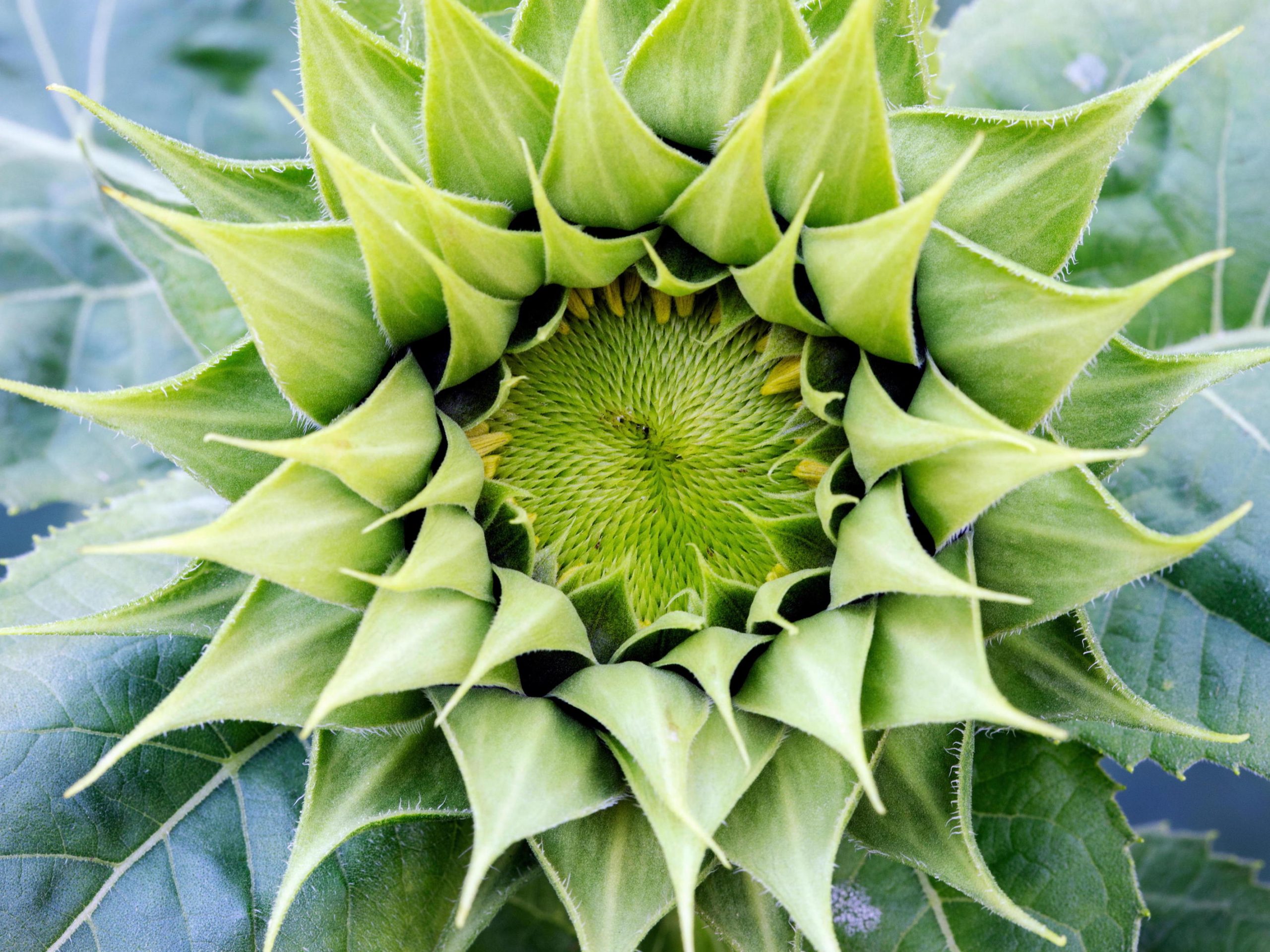Sensational Sunflowers Sun Fill Green Credit Alamy