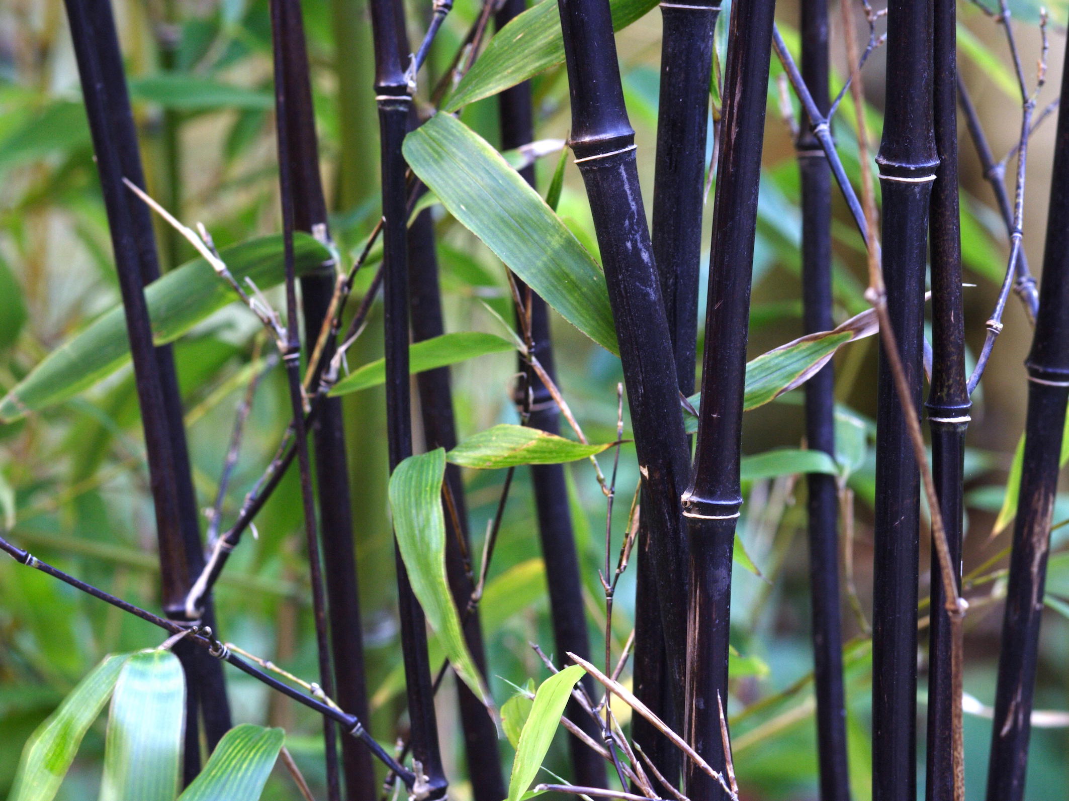 Black Beauties Bamboo Phyllostachys Nigra Credit Alamy