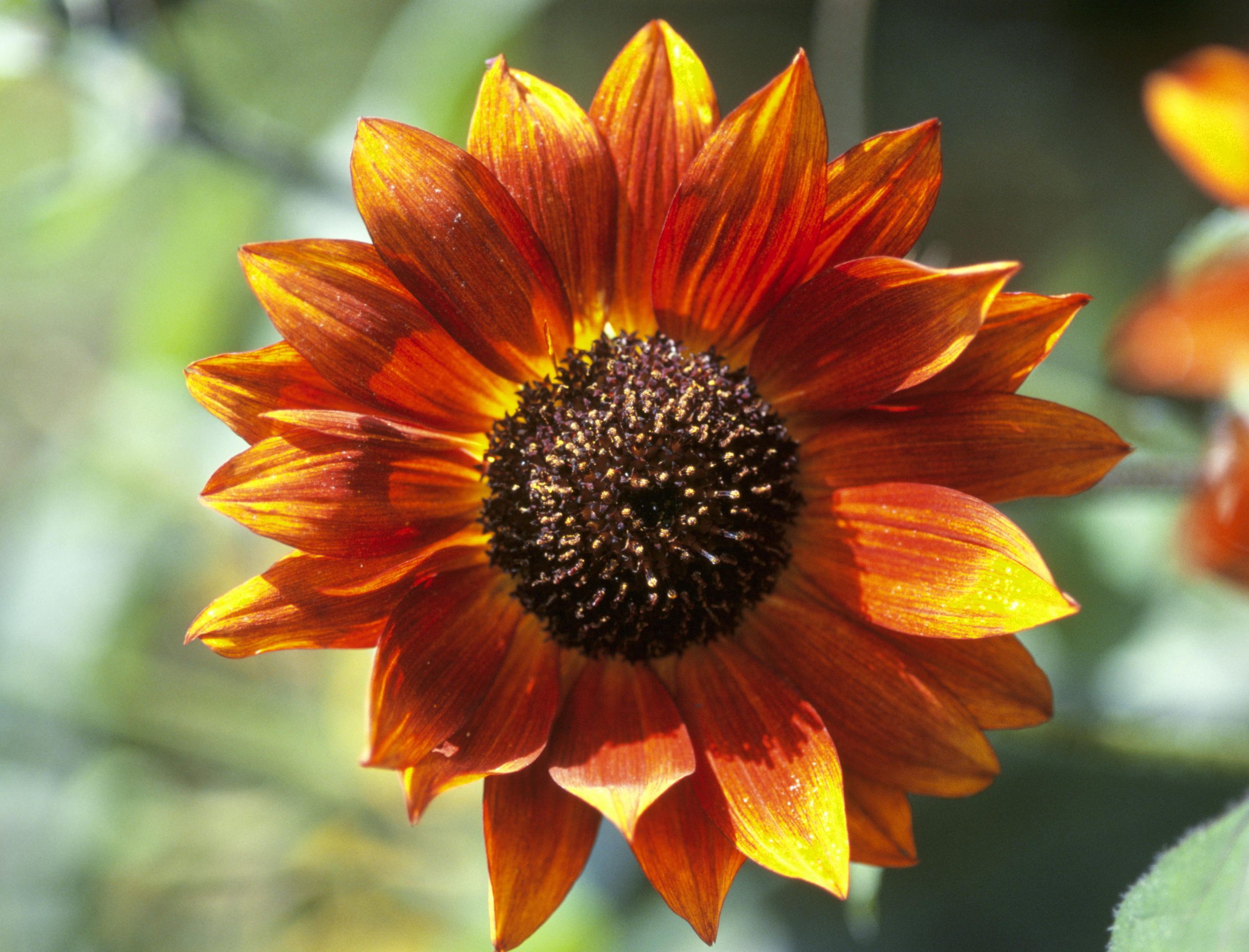 Sensational Sunflowers Velvet Queen Credit Alamy