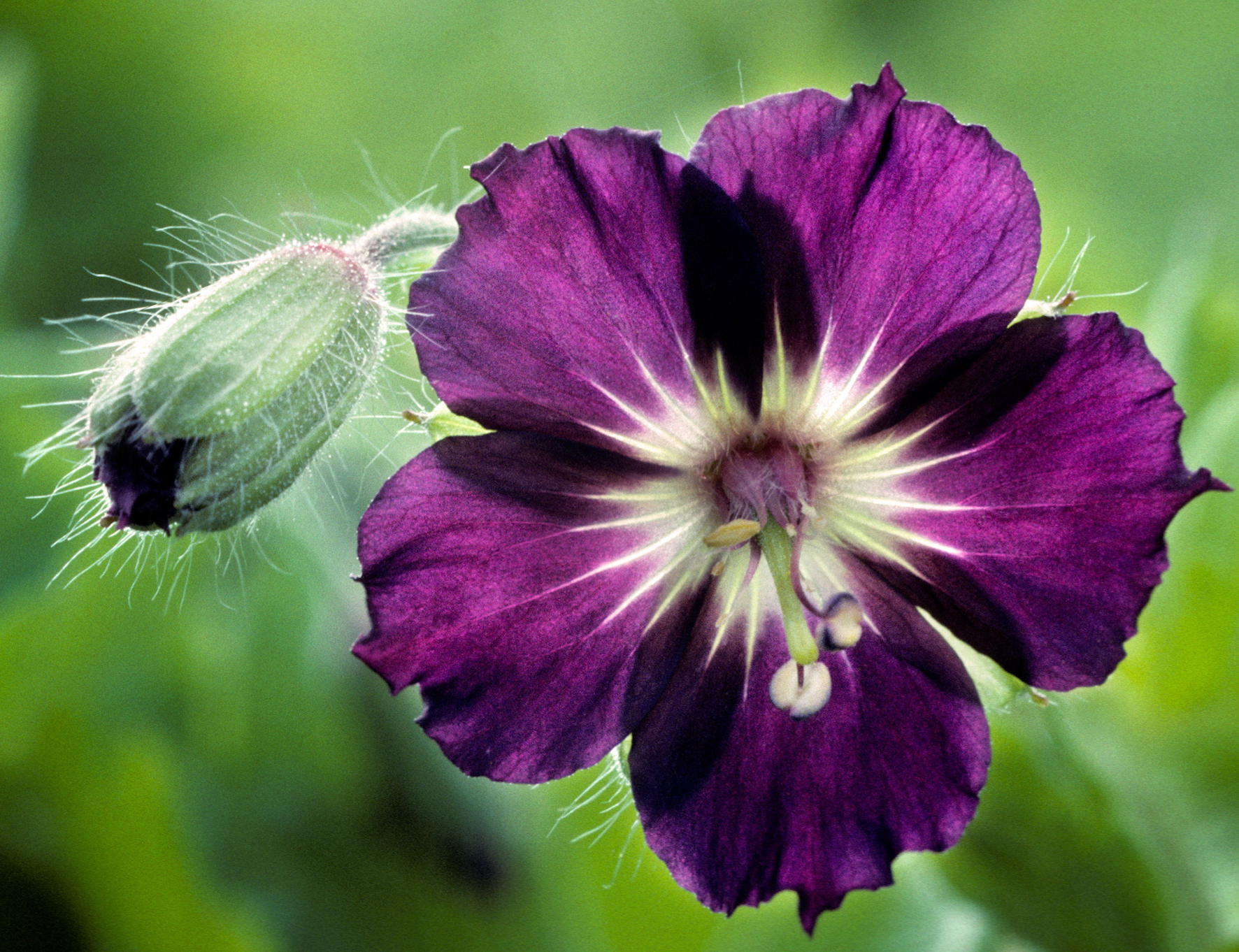 Black Beauties Dusky Cranesbill Credit Alamy