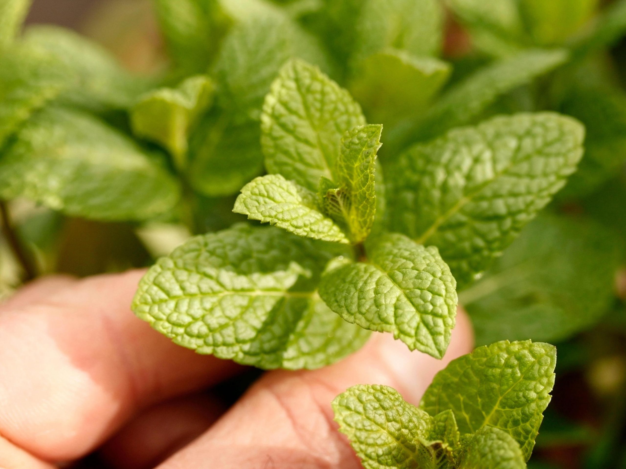 Picking Mint For Tea Credit Alamy