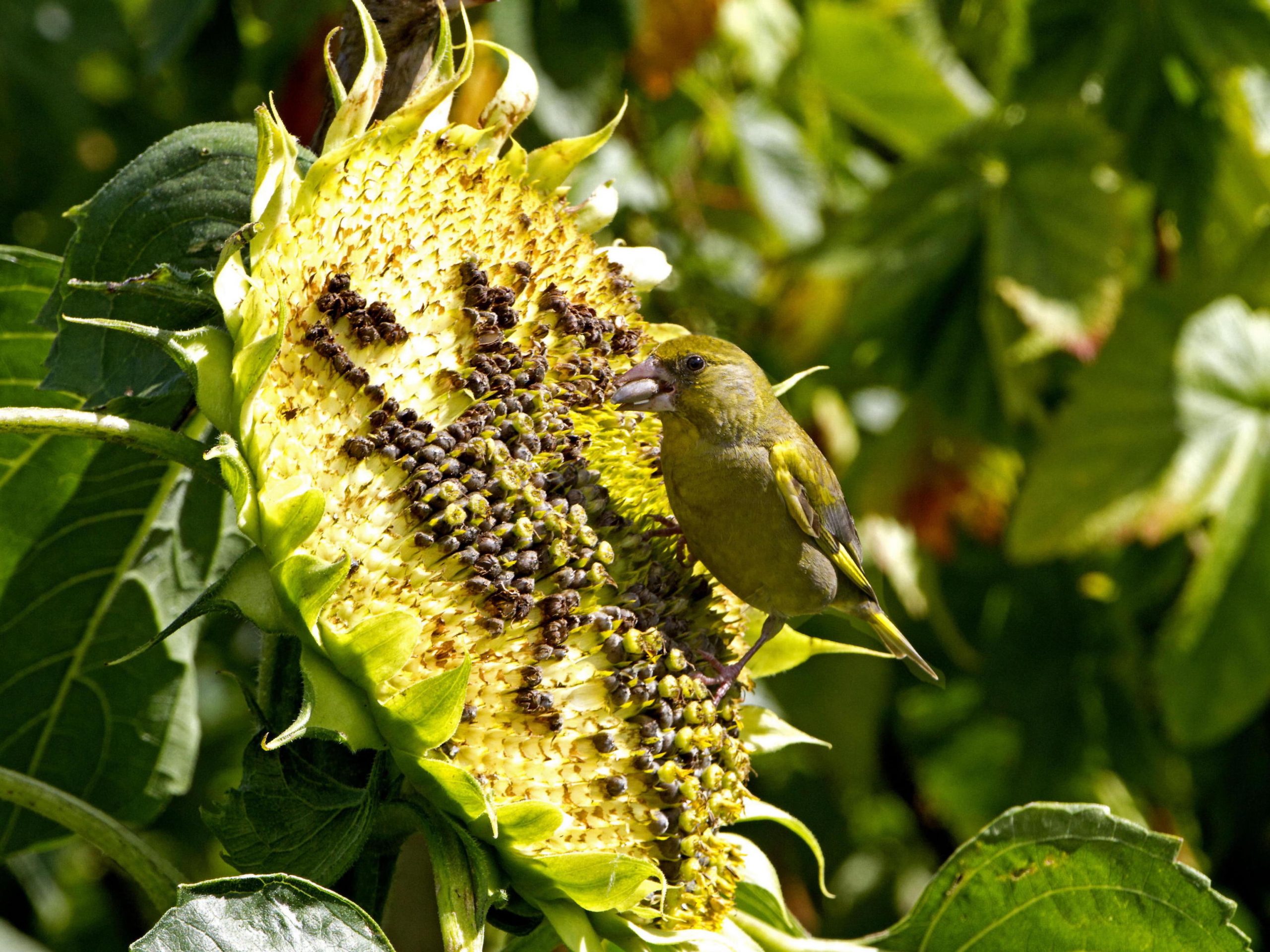 Sensational Sunflowers Greenfinch and Seeds Credit Alamy